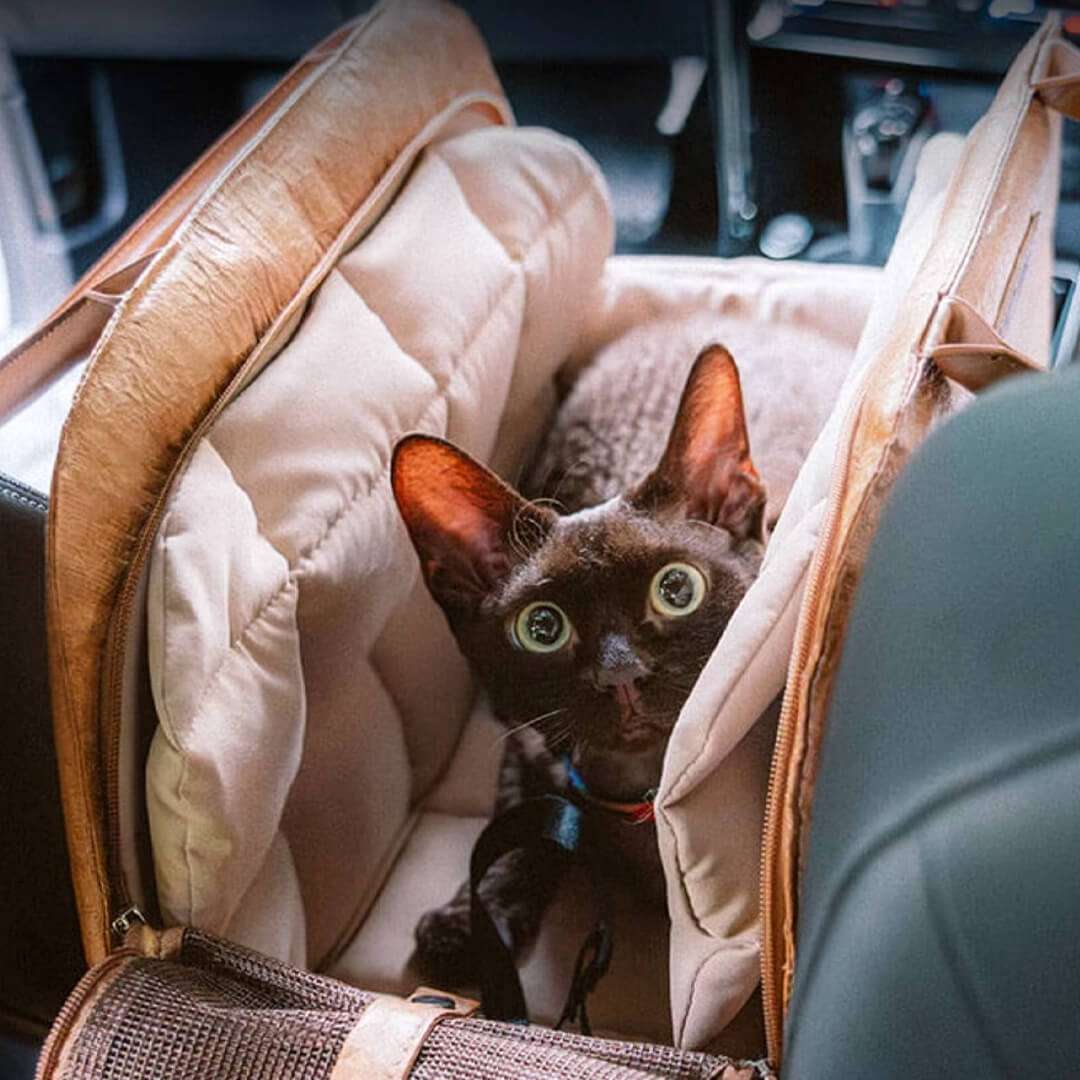 cat carrier