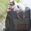 BluePortCatBackpacka.jpg