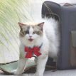 BluePortCatBackpackb.jpg