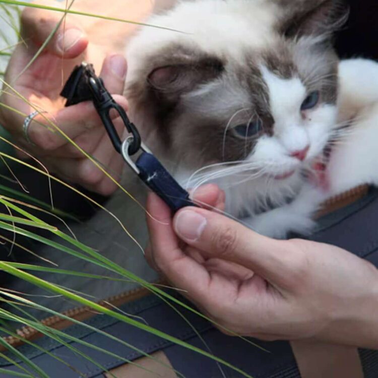 BluePortCatBackpacke.jpg BluePortCatBackpacke.jpg