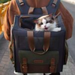 BluePortCatBackpacki.jpg