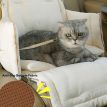 CozyQuiltCatCarSeatCarriere.jpg