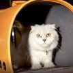 FancyPoupeeCatCarrierc.jpg