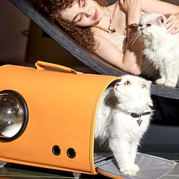 FancyPoupeeCatCarriere.jpg FancyPoupeeCatCarriere.jpg