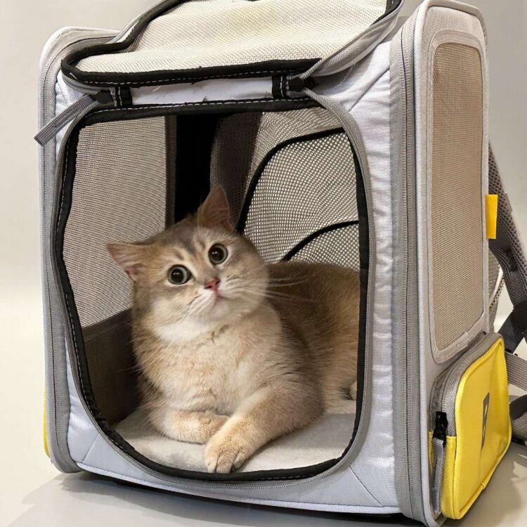 GreyExpandableCatBackpack.jpg GreyExpandableCatBackpack.jpg