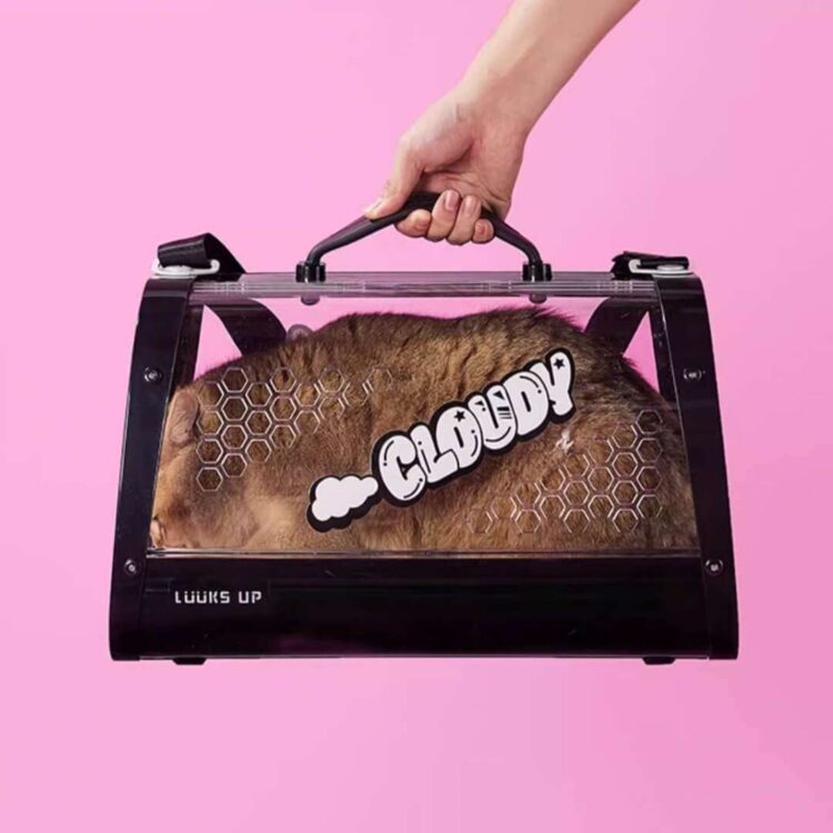 KittyMoMoBlackCatCarrieri.jpg KittyMoMoBlackCatCarrieri.jpg