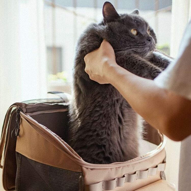 MeowMobileCatBackpacke.jpg MeowMobileCatBackpacke.jpg