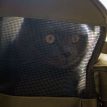 MeowMobileCatBackpackf.jpg