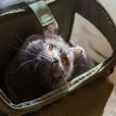 MeowMobileCatBackpackg.jpg