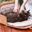 MoMoCatCarSeatCarrierd.jpg