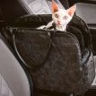 MoMoCatCarSeatCarriere.jpg