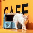 PawsHolicCatBackpackc.jpg