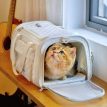 PetdiAirline-ApprovedCatCarriera.jpg