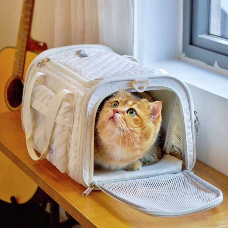 PetdiAirline-ApprovedCatCarriera.jpg PetdiAirline-ApprovedCatCarriera.jpg