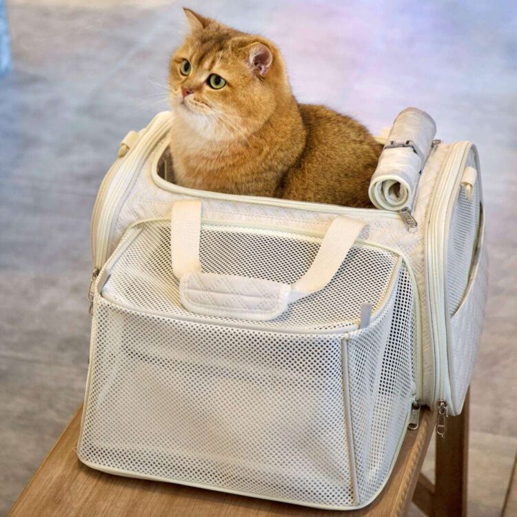 PetdiAirline-ApprovedCatCarrierb.jpg PetdiAirline-ApprovedCatCarrierb.jpg