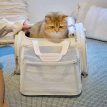 PetdiAirline-ApprovedCatCarrierg.jpg