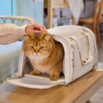 PetdiAirline-ApprovedCatCarrierj.jpg