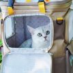 PurrpyCatExplorerBackpackd.jpg