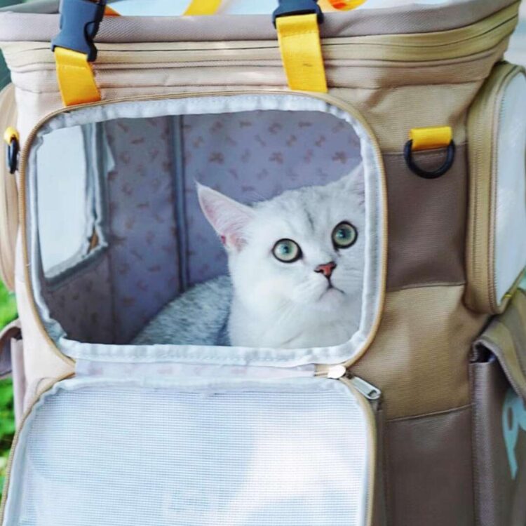 PurrpyCatExplorerBackpackd.jpg PurrpyCatExplorerBackpackd.jpg