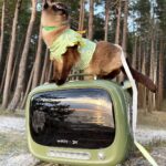 TellyMoMoHardCatCarrier-min.jpg