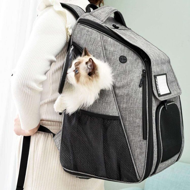 UrbanWandererCatBackpackg.jpg UrbanWandererCatBackpackg.jpg