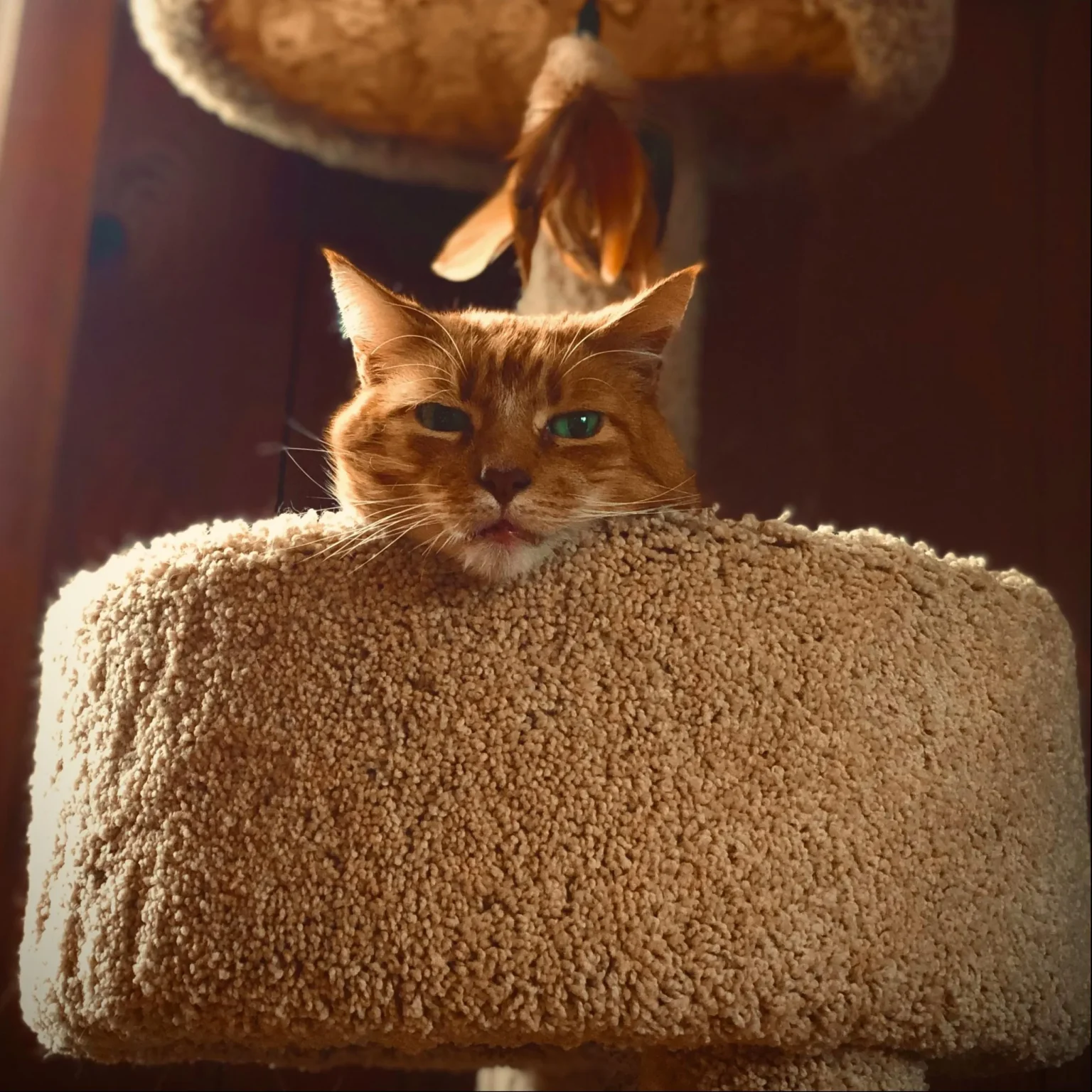 everblisspets-about-us