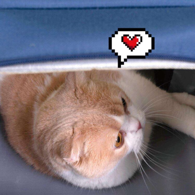 purlab-gameboy-expandable-cat-backpack-missymomo-7.jpg purlab-gameboy-expandable-cat-backpack-missymomo-7.jpg